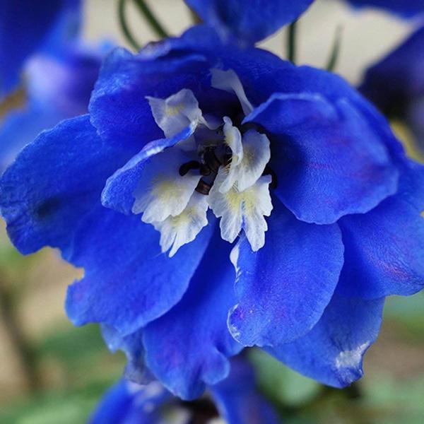 Delphinium Grandiflorum Flower Seeds Home Gardening Bonsai Garde