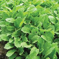 Wasabi – Arugula Seed