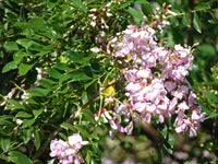 Gliricidia Maculata & Gliricidia Sepium Seeds