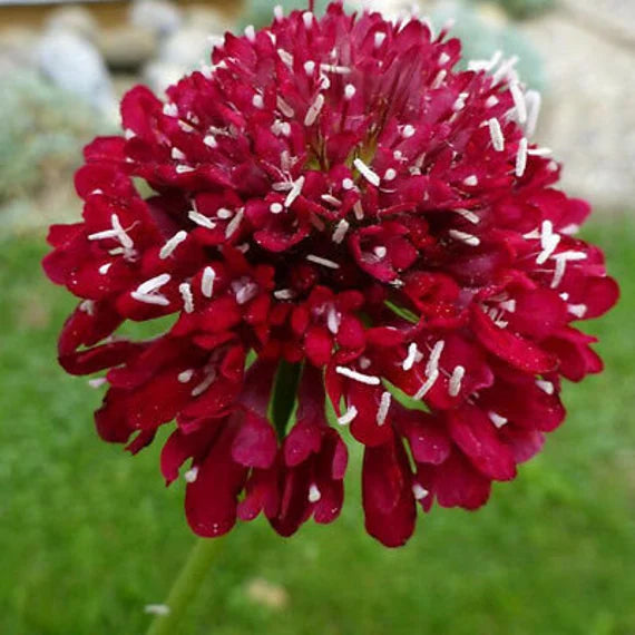 Fire King – Scabiosa Seed