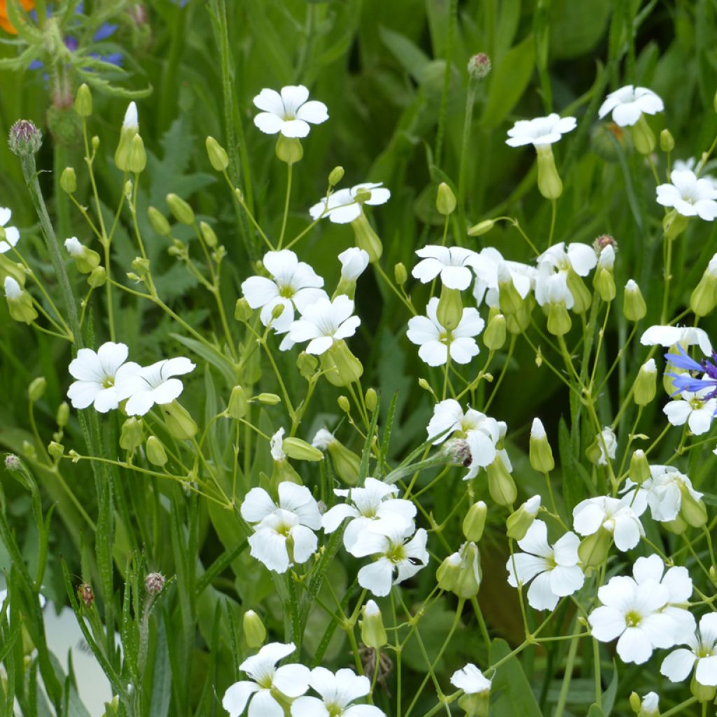 White Beauty – Saponaria Seed