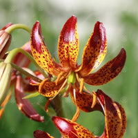 Arabian Knight Lily Seeds