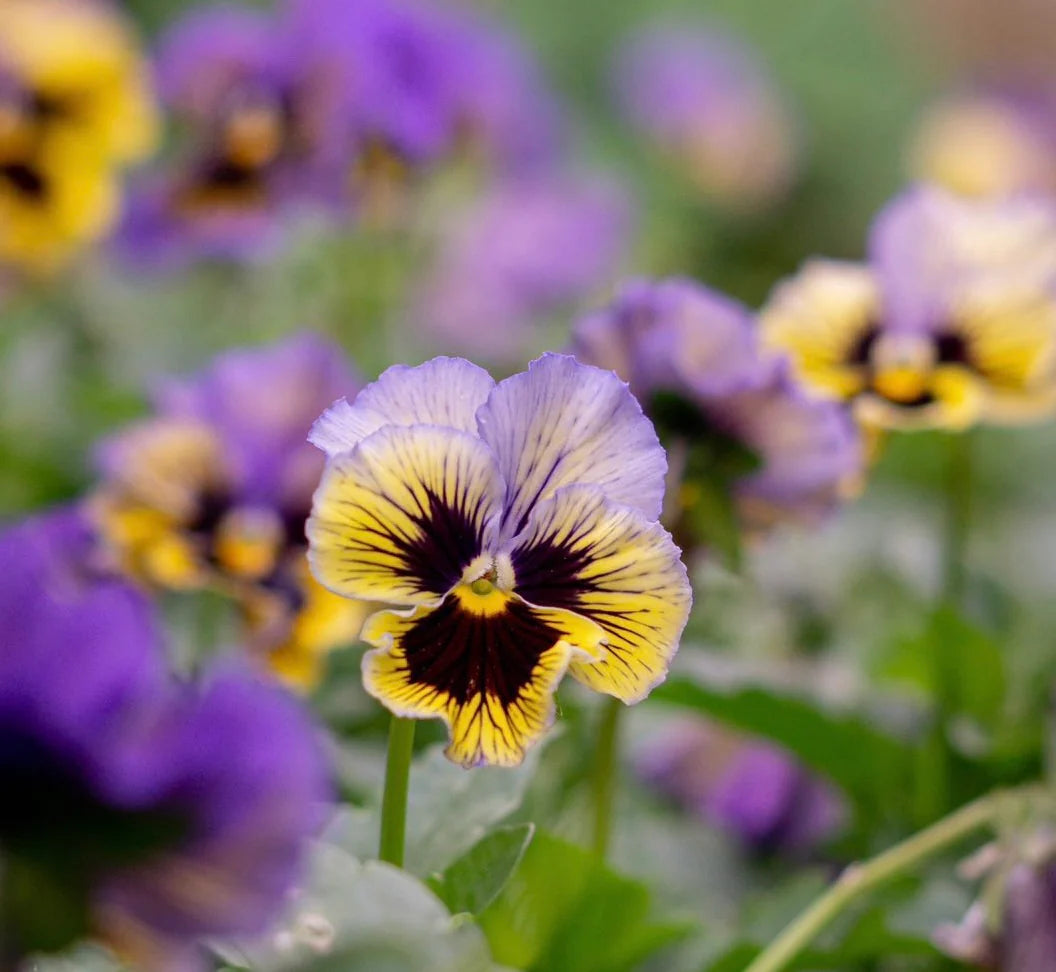 Frizzle Sizzle Yellow-Blue Swirl – Viola Seed