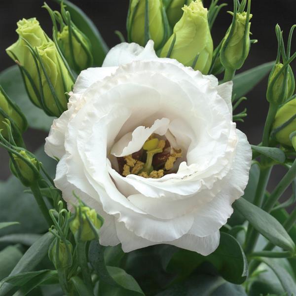 Doublini White – Lisianthus Seed