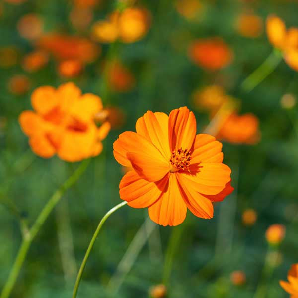 Cosmos Orange Seeds