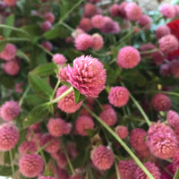 Raspberry Cream – Gomphrena Seed