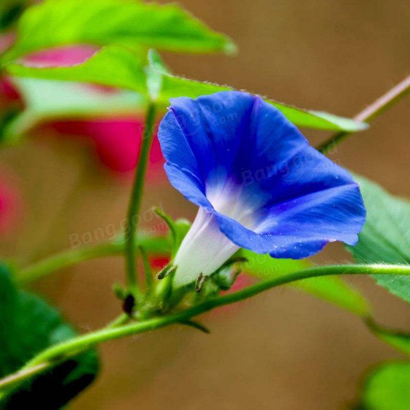 Picotee Blue Morning Glory Seeds Rare Petunia Seeds Bonsai Flower