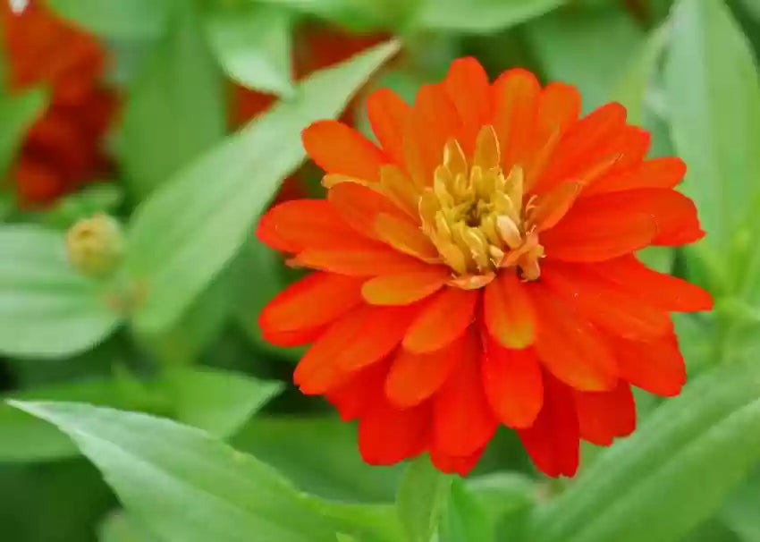 Zinnia Orange Tall Desi Flower Seeds