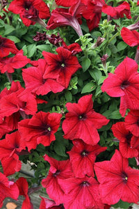 Petunia Grandiflora Red Flower Seeds