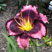 Storm Shelter Reblooming Daylily