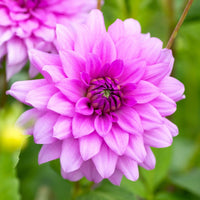 Blue Boy Dahlia