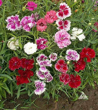 Dianthus Chinensis Flower Seeds