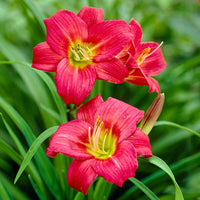 Little Business Reblooming Dwarf Daylily