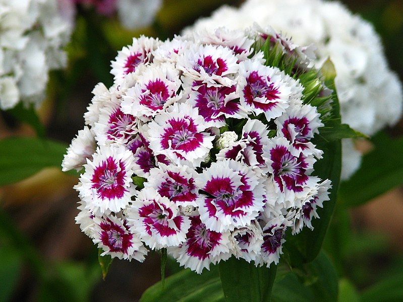 Sweet Purple/White Dianthus