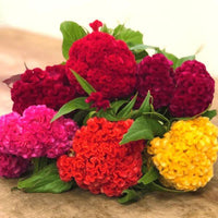 Chief Mix – Celosia Seed