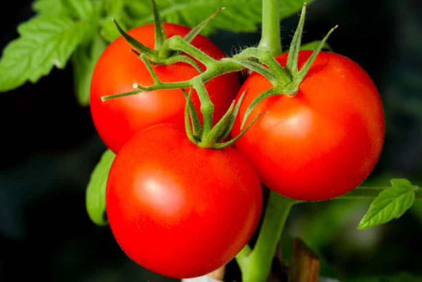 Bigdena/Shin Cheong Gang Grafted – Organic Tomato Seeds