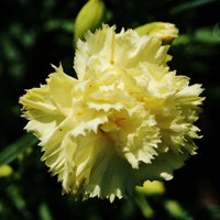 Marie Chabaud – Dianthus Seed