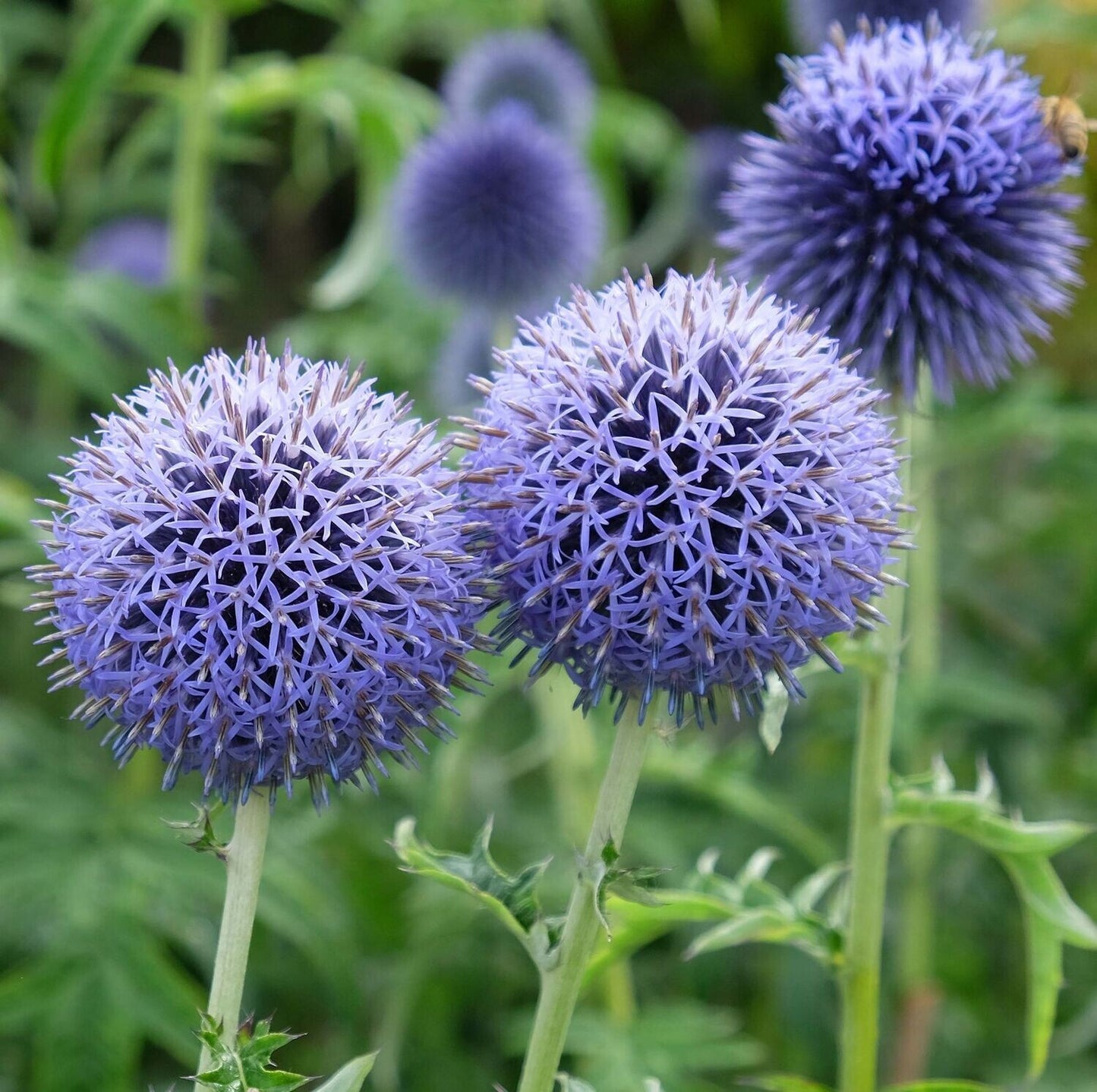 Taplow Blue Globe Thistle