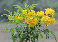 Tecoma Trumpet Flower Seeds