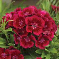 Amazon Neon Cherry Dianthus Seed