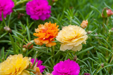 Portulaca Double Mixed Color Desi Flower Seeds