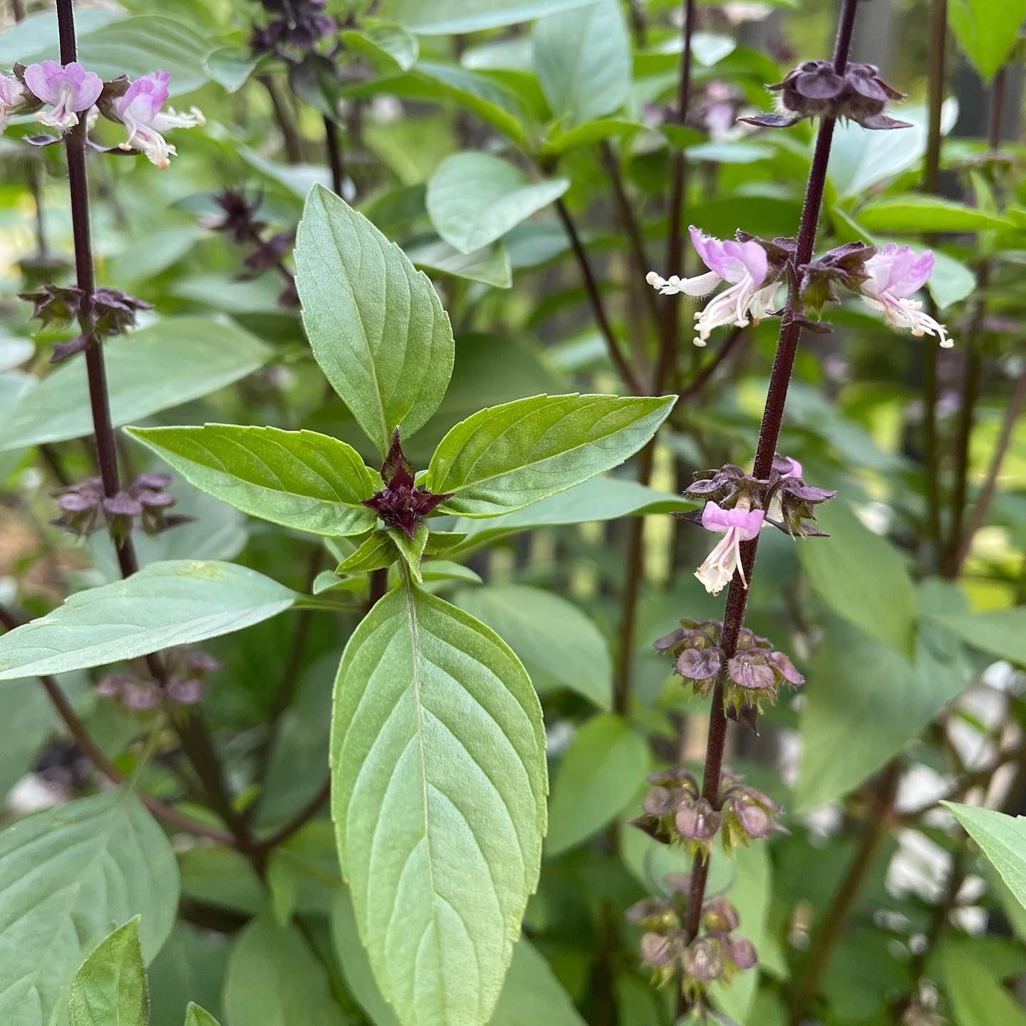 Cinnamon – Basil Seed