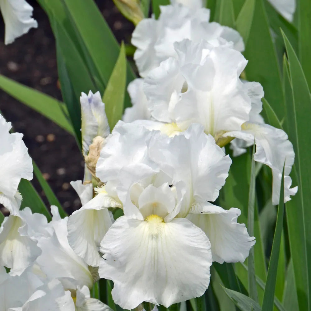 Immortality Reblooming Bearded Iris