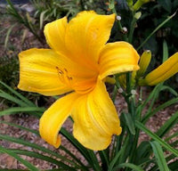 Buttered Popcorn Reblooming Daylily