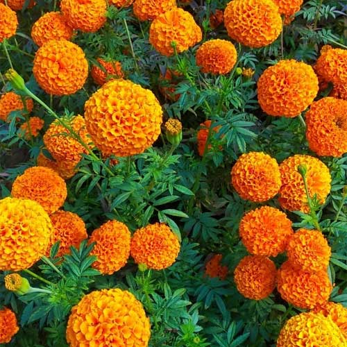 Marigold Orange Dwarf Double Seeds