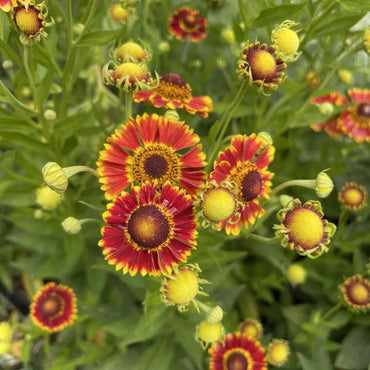 Fuego Helenium