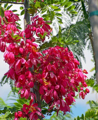 Cassia Marginata Seeds