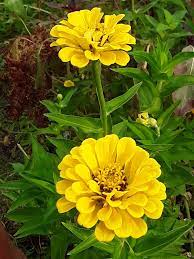 Zinnia Yellow Flower Seeds