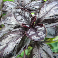 Amethyst Improved – Basil Seed