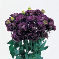 Rosanne Black Pearl Lisianthus