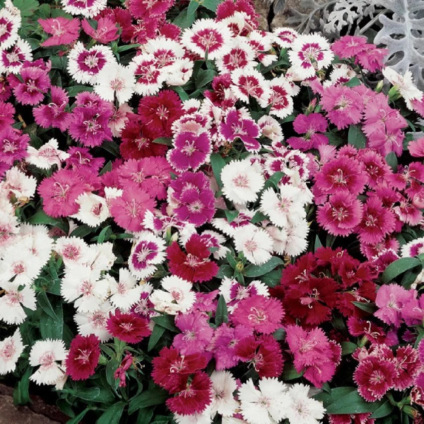 Dianthus Barbatus Mixed Color Flower Seeds