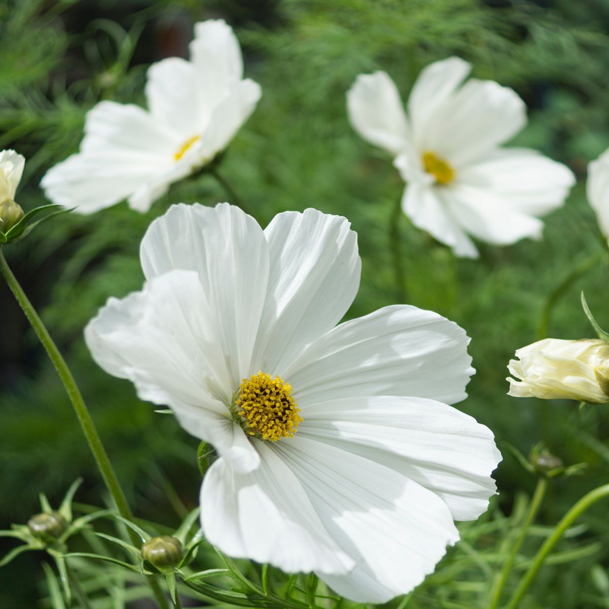 Versailles Flush – Cosmos Seed