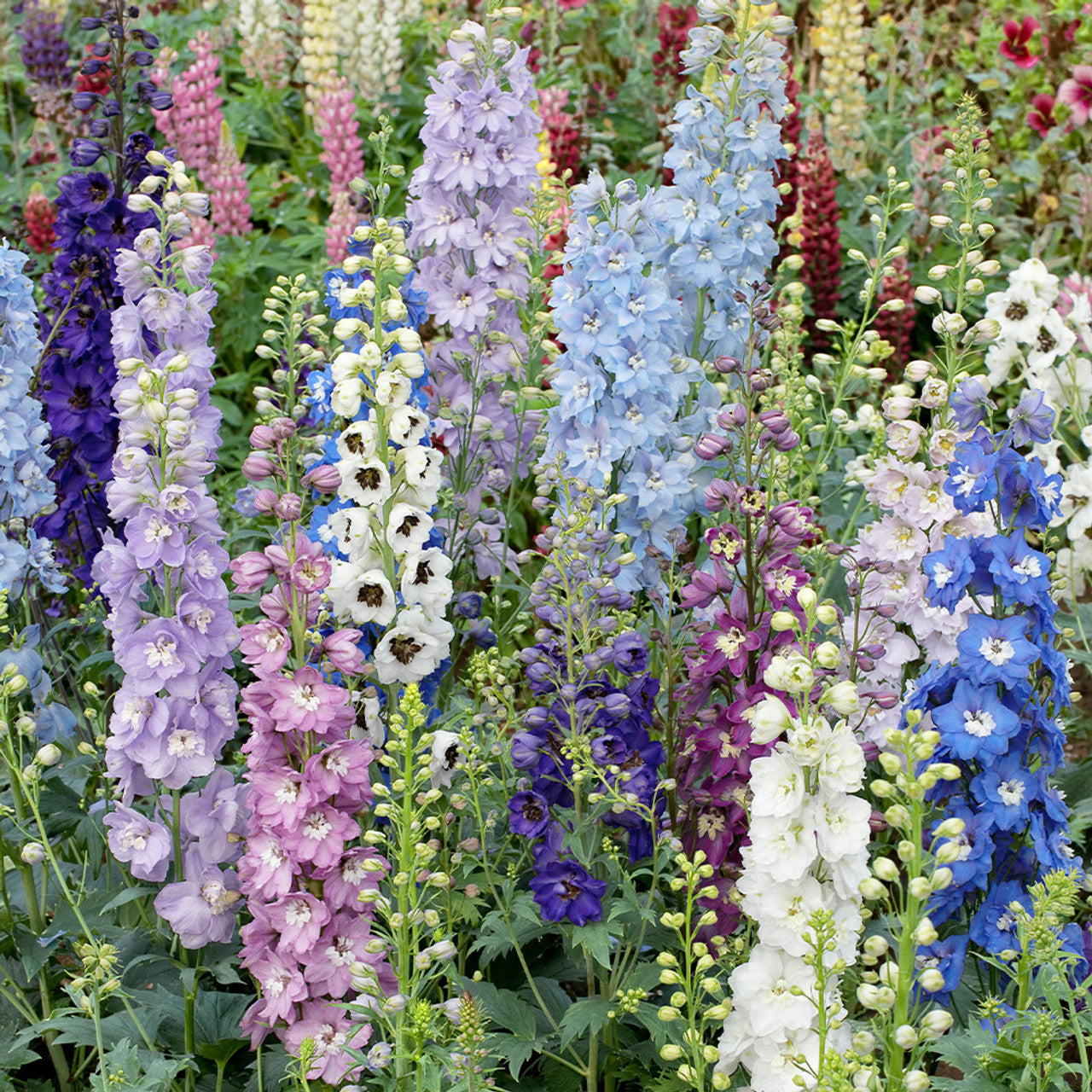 Magic Fountains Mix – Delphinium Seed