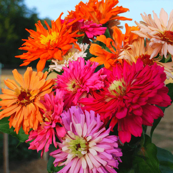 Zinnia Cactus Mixed Color Desi Flower Seeds