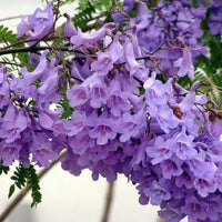 Jacaranda Mimosifolia  Seeds