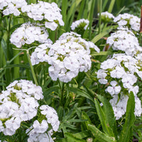 Sweet White – Dianthus Seed