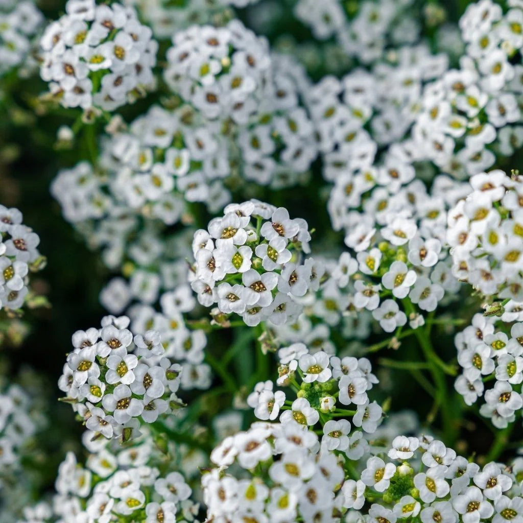 Alyssum Snow Carpet Flower Seeds