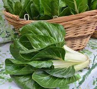 Barese – Swiss Chard Seed