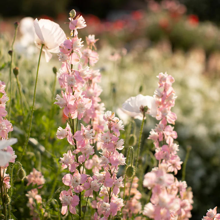 Galilee Pink Perfection – Organic Larkspur Seed