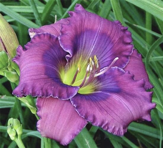 Lavender Blue Baby Reblooming Daylily