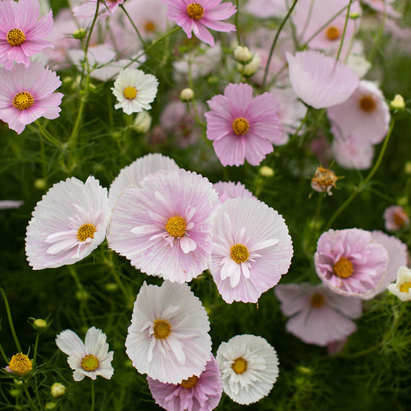 Cupcakes Mix – Cosmos Seed