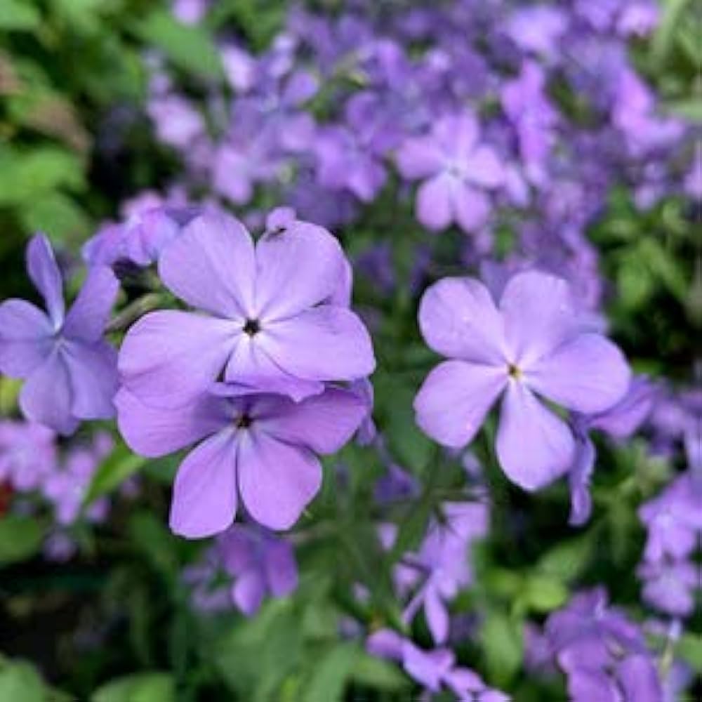 Phlox Beauty Blue Flower Seeds