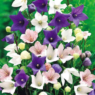 Balloon Flower Mixture Super Sak