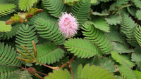 Mimosa Pudica Touch