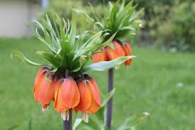 Variegated Crown Imperial Seeds