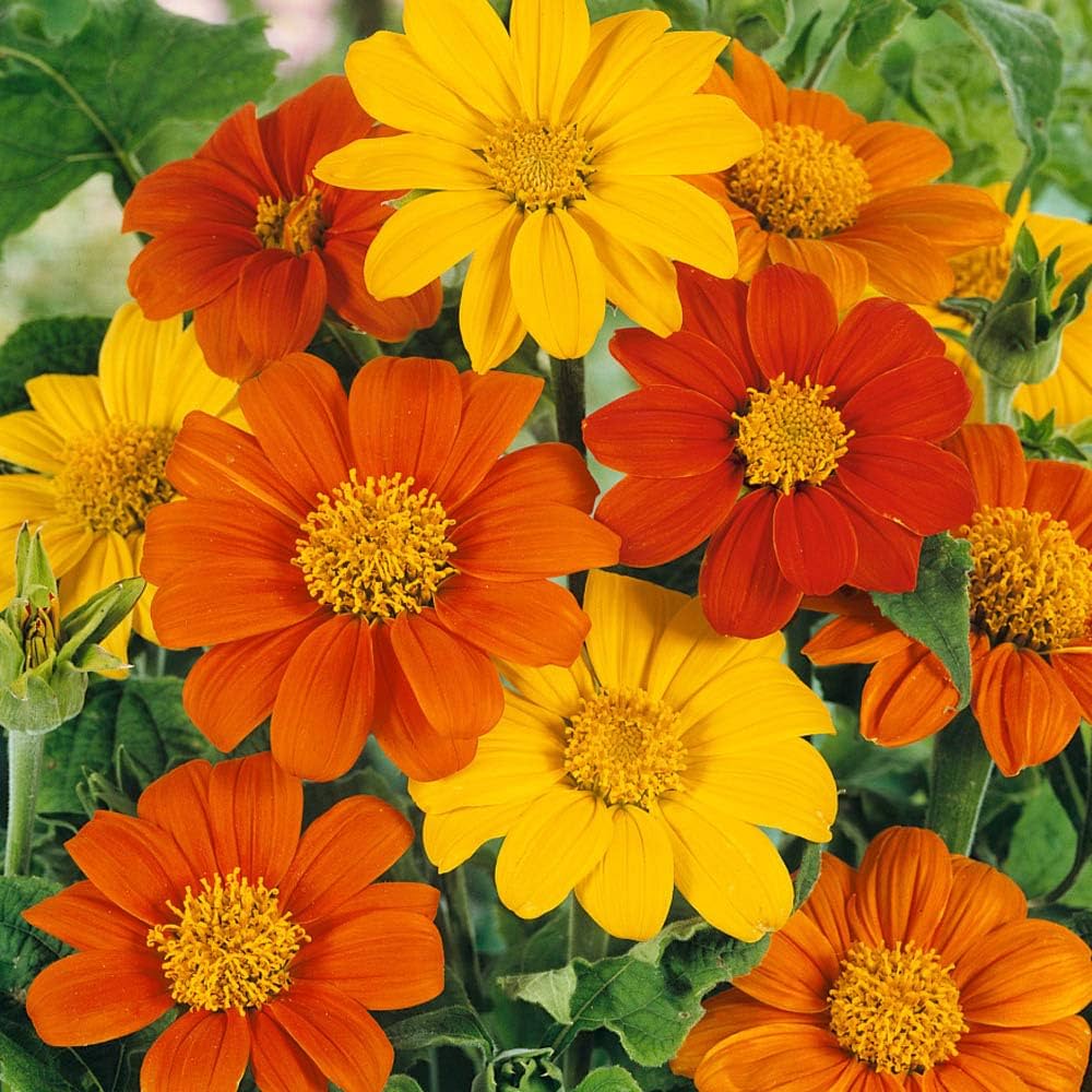 Mexican Sunflower – Tithonia Seed